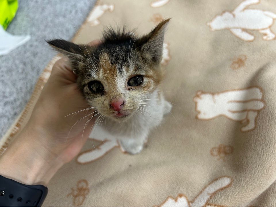[고양이] 한국 고양이 광주-광산-2025-00205 유기동물 배경 이미지 입니다.